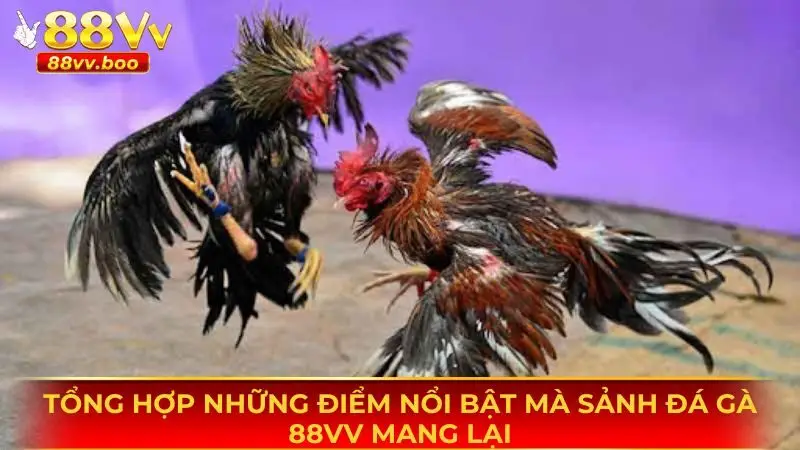 Đá Gà 88vv 2 Những điểm nổi bật mà sân chơi đá gà 88vv mang lại cho thành viên