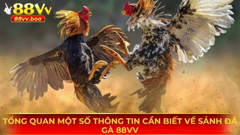 Đá Gà 88vv 1 Một vài thông tin cơ bản cần nắm được về sảnh đá gà 88vv